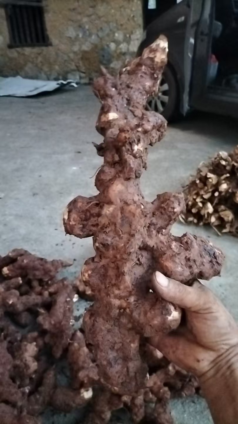 广东本地野生土茯苓，新鲜土茯苓白肉，有需要来电或咨询详谈