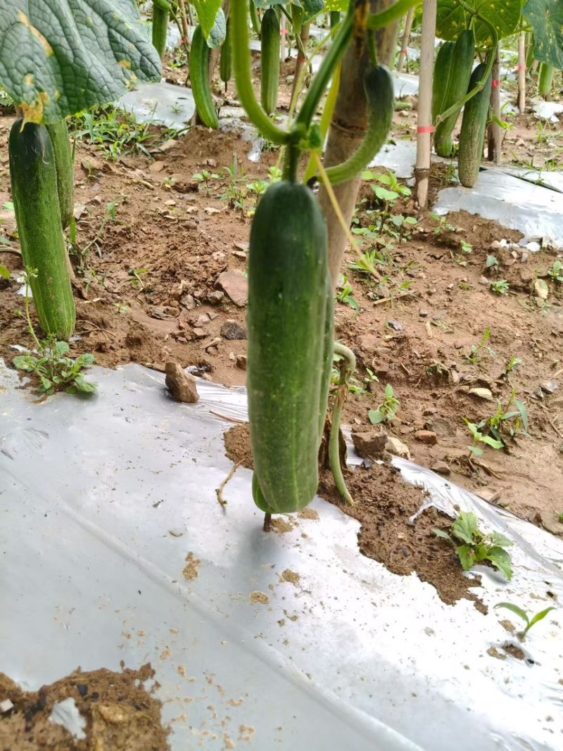 各种精品吊瓜，白绿二号，大量有货