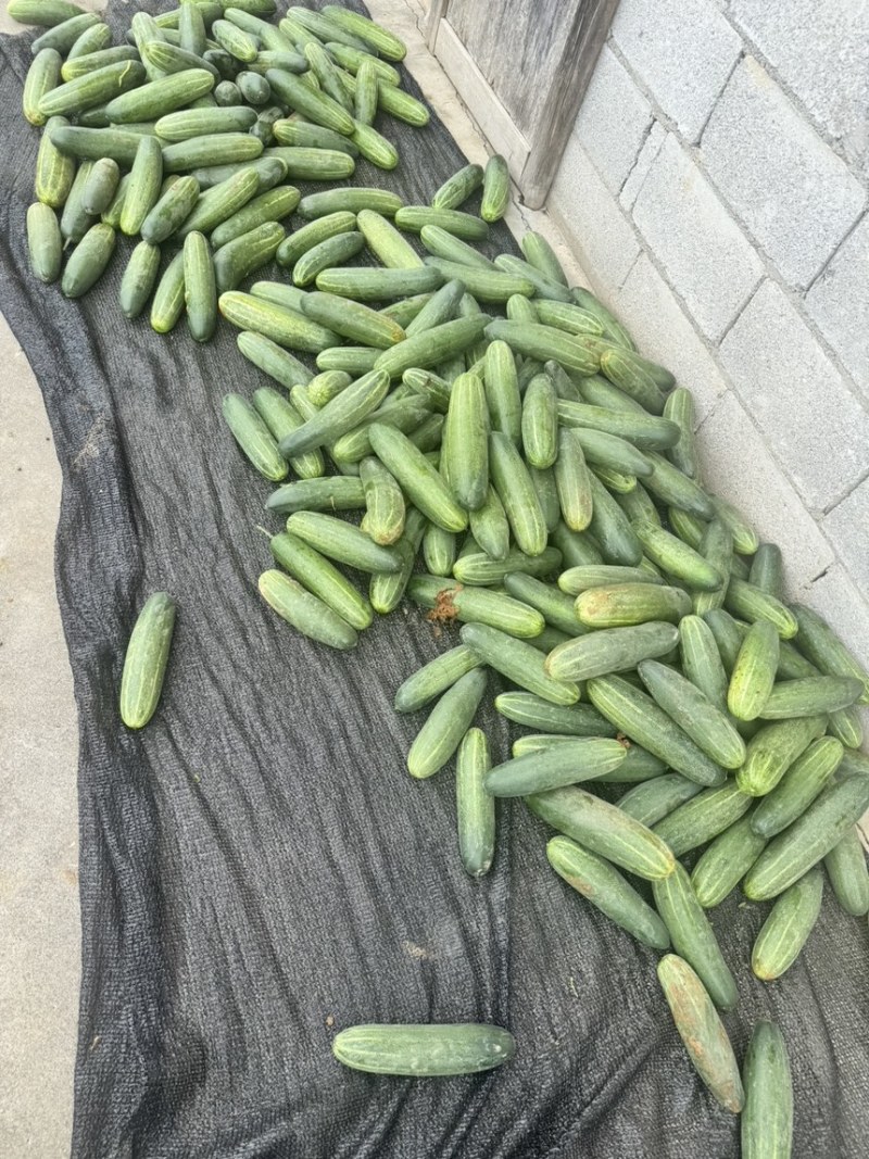 各种精品吊瓜，白绿二号，大量有货