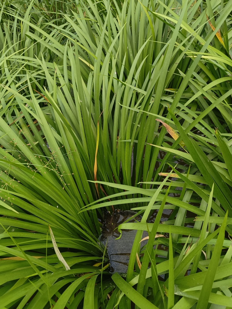 石菖蒲种苗