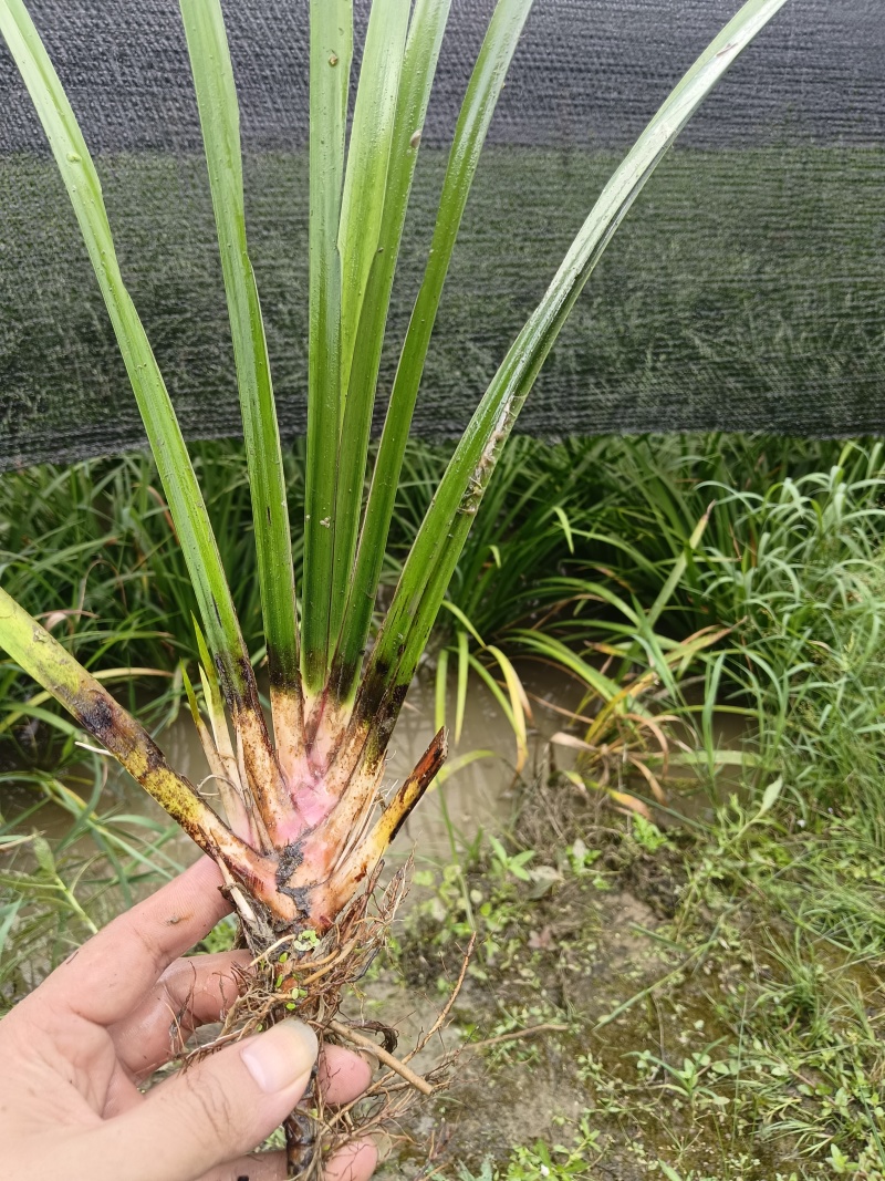 石菖蒲种苗