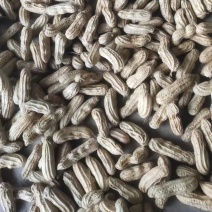 云南精品七彩花生一手货源新鲜上市量大从优可视频看货