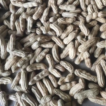 云南精品七彩花生一手货源新鲜上市量大从优可视频看货