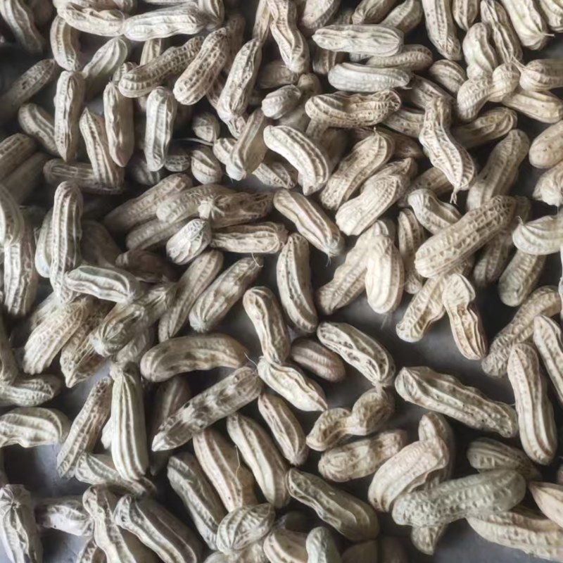 云南精品七彩花生一手货源新鲜上市量大从优可视频看货