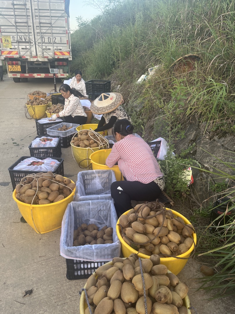 绿心猕猴桃，糖度高，单果品质优，果园直供，全国代收