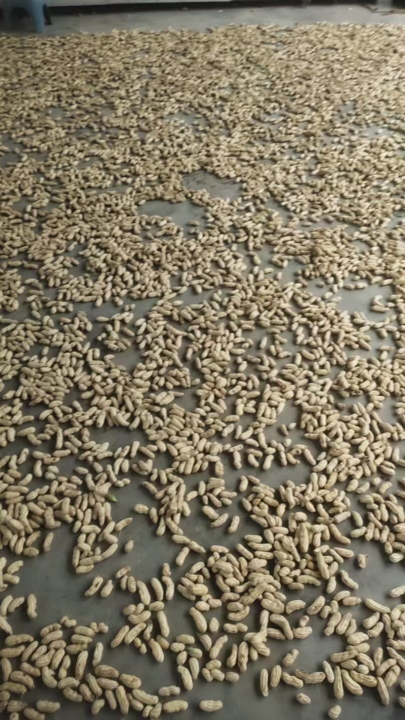 云南精品七彩花生一手货源新鲜上市量大从优可视频看货