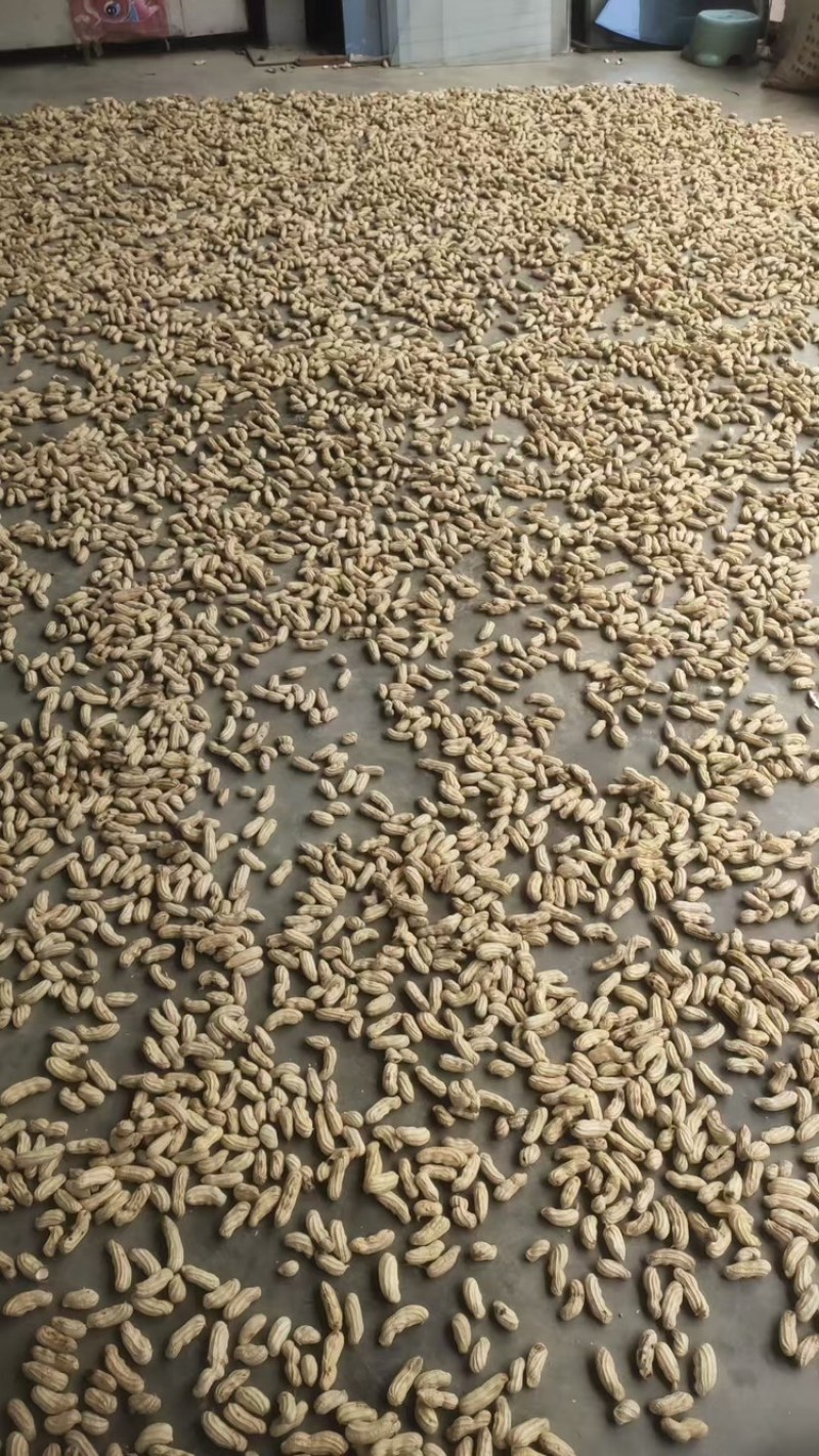 云南精品七彩花生一手货源新鲜上市量大从优可视频看货