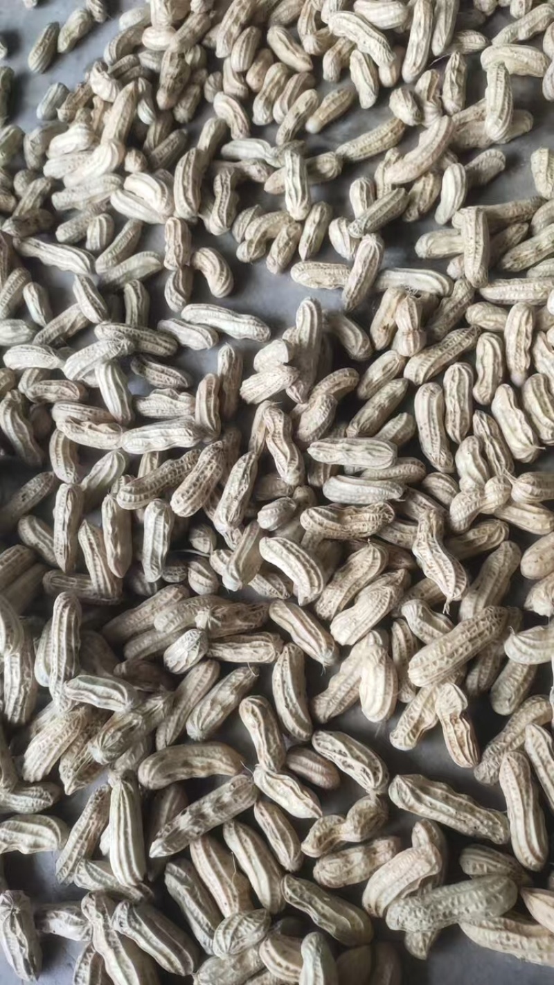 云南精品七彩花生一手货源新鲜上市量大从优可视频看货