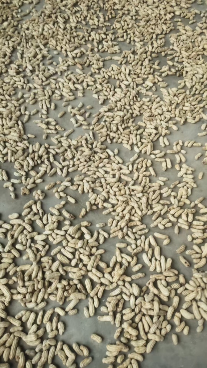 云南精品七彩花生一手货源新鲜上市量大从优可视频看货
