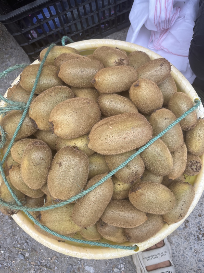 绿心猕猴桃，糖度高，单果品质优，果园直供，全国代收