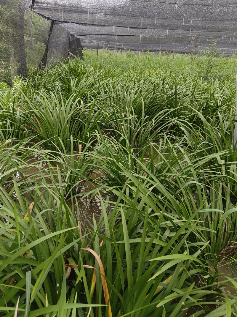 石菖蒲种苗
