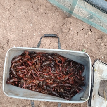 小龙虾