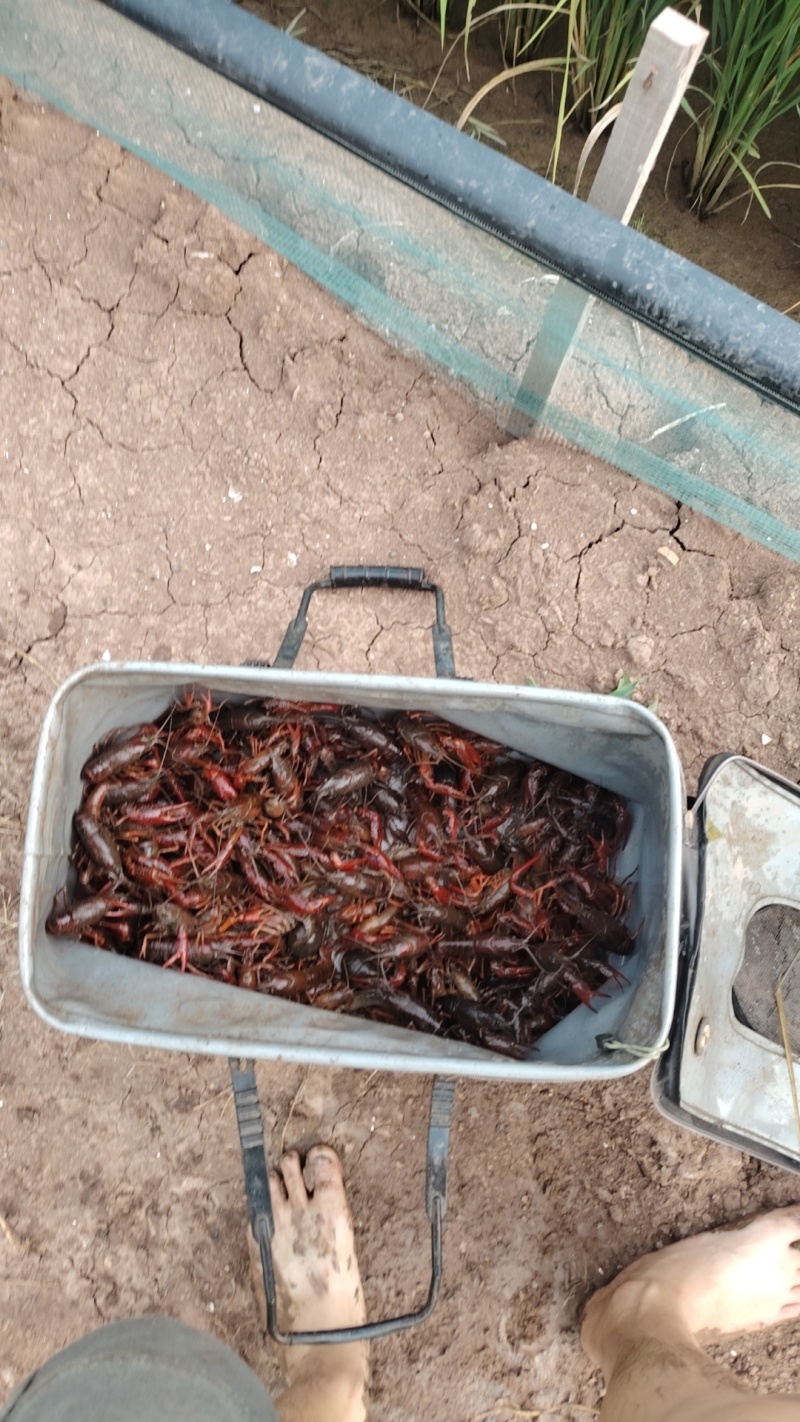 小龙虾