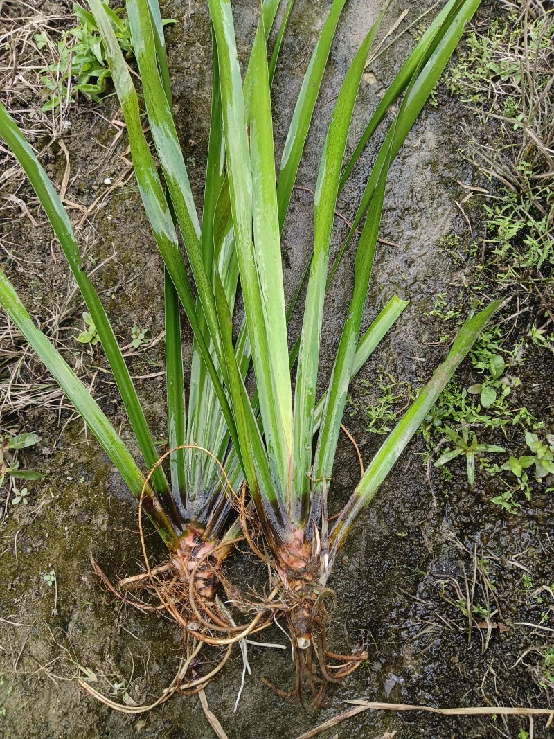 石菖蒲种苗