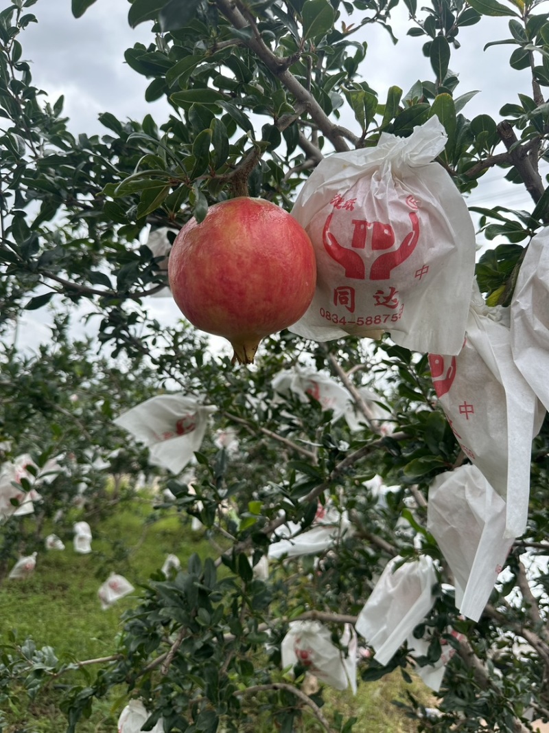 会理石榴电商对接，一件。代发