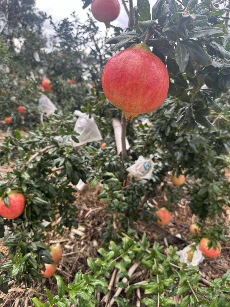 会理石榴电商对接，一件。代发