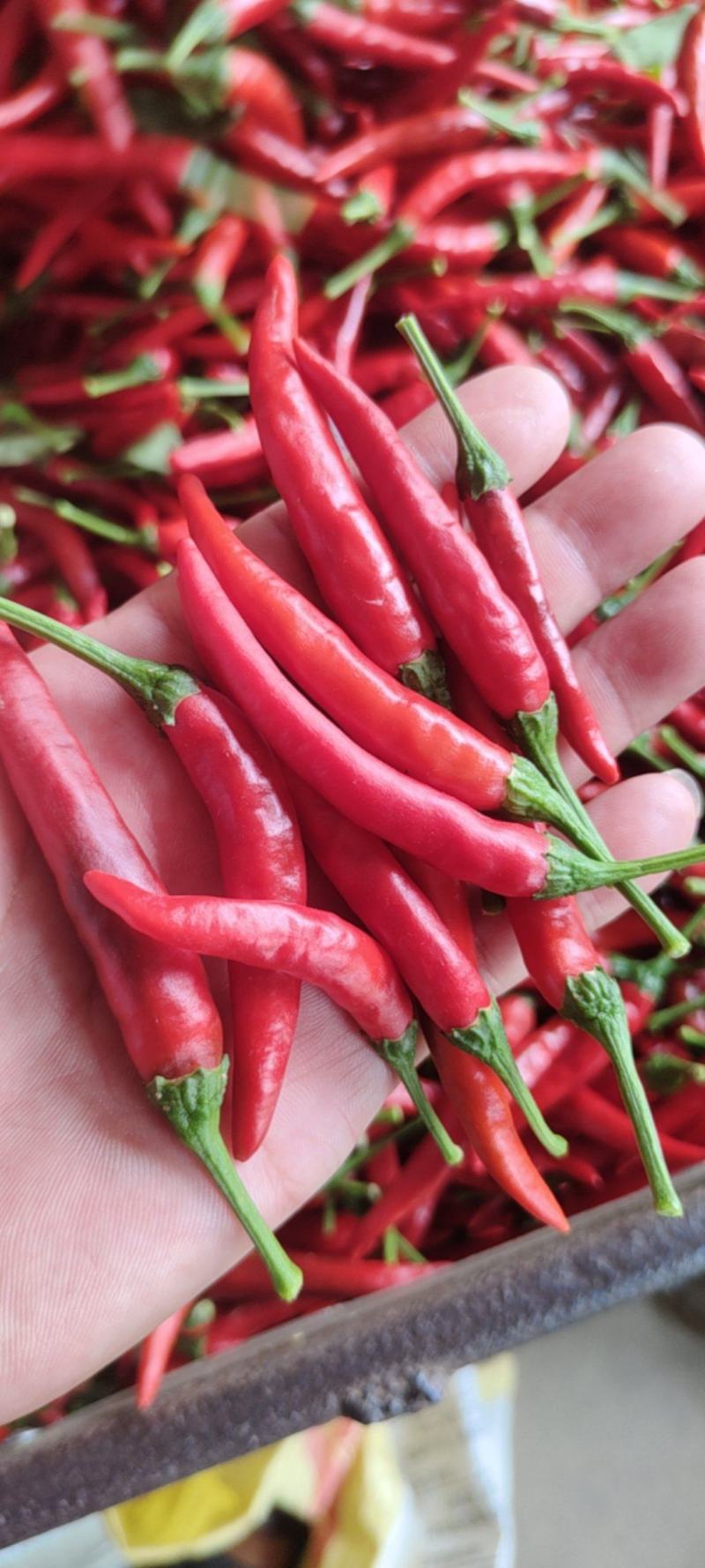 菜辣椒，大辣椒