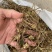 四川峨眉竹节参