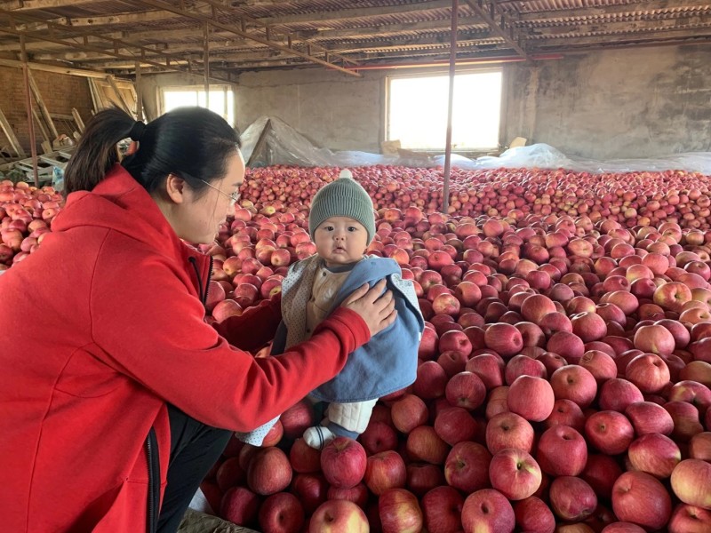 中秋王苹果80以上的产地直发