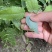 高含量柔毛淫羊藿
