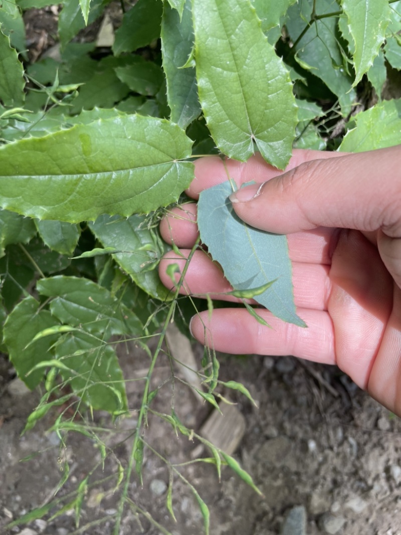 高含量柔毛淫羊藿