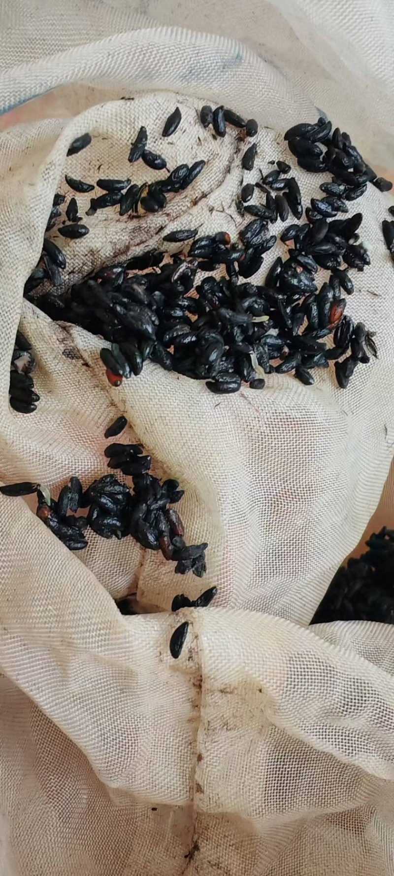 高含量柔毛淫羊藿
