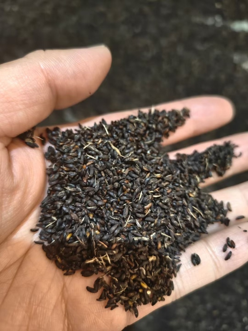高含量柔毛淫羊藿