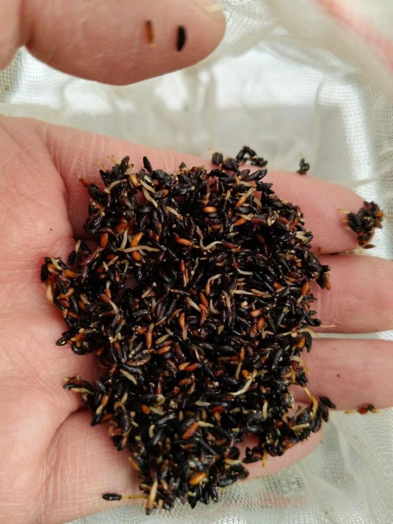 高含量柔毛淫羊藿