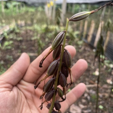毛慈菇紫花、黄花、杜鹃一号果荚种子饱满无虫病