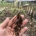 毛慈菇紫花、黄花、杜鹃一号果荚种子饱满无虫病