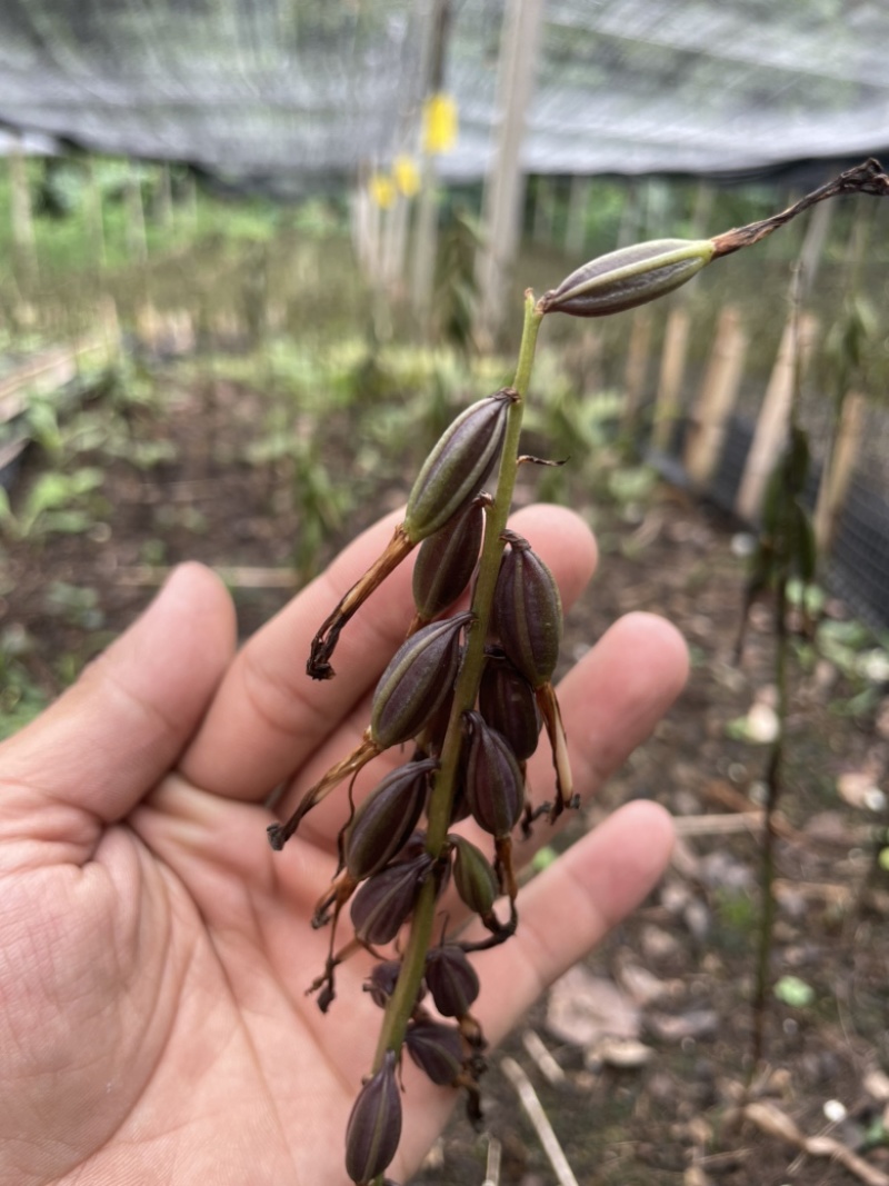 毛慈菇紫花、黄花、杜鹃一号果荚种子饱满无虫病
