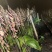 毛慈菇紫花、黄花、杜鹃一号果荚种子饱满无虫病