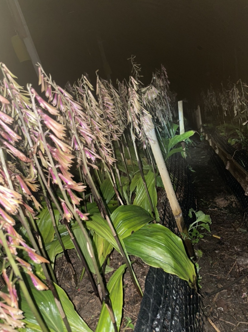 毛慈菇紫花、黄花、杜鹃一号果荚种子饱满无虫病