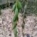 毛慈菇紫花、黄花、杜鹃一号果荚种子饱满无虫病