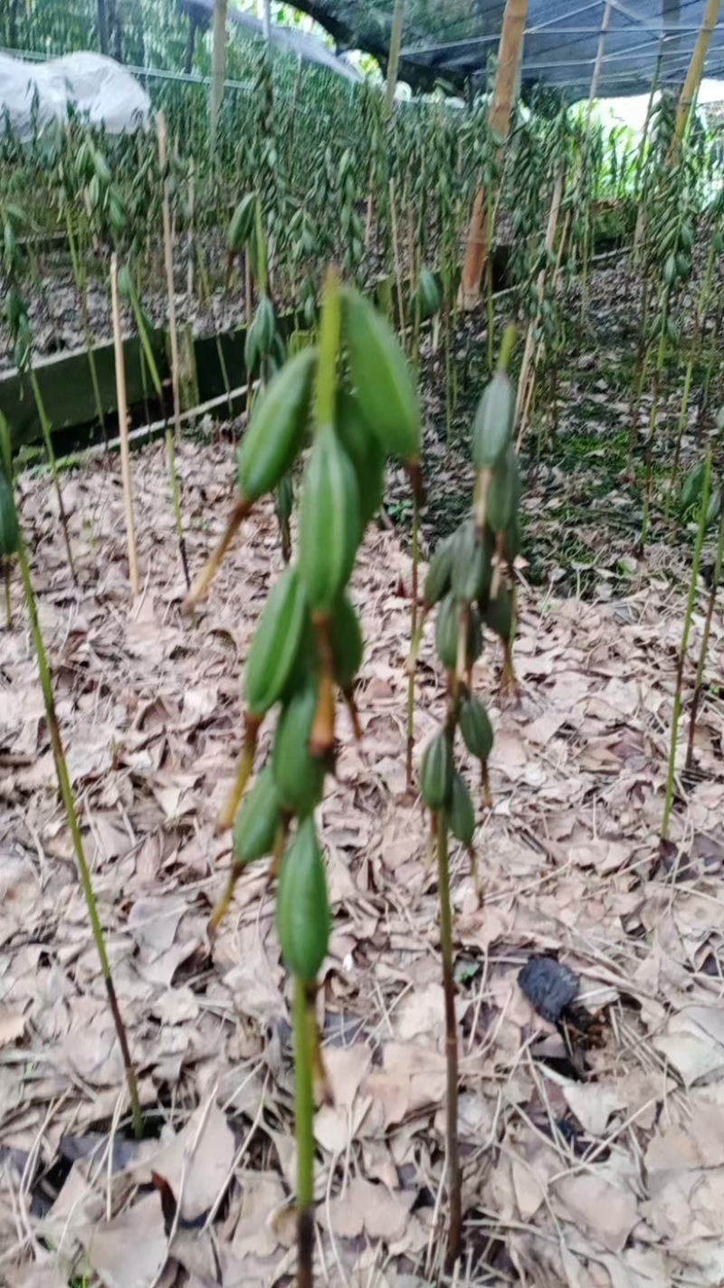 毛慈菇紫花、黄花、杜鹃一号果荚种子饱满无虫病