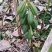 毛慈菇紫花、黄花、杜鹃一号果荚种子饱满无虫病