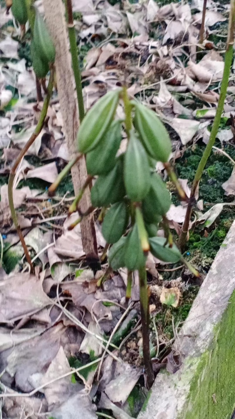 毛慈菇紫花、黄花、杜鹃一号果荚种子饱满无虫病