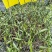 毛慈菇紫花、黄花、杜鹃一号果荚种子饱满无虫病