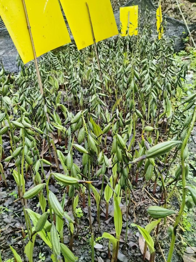 毛慈菇紫花、黄花、杜鹃一号果荚种子饱满无虫病