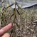 毛慈菇紫花、黄花、杜鹃一号果荚种子饱满无虫病