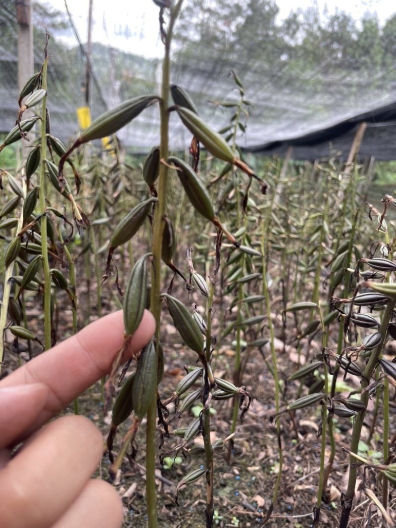 毛慈菇紫花、黄花、杜鹃一号果荚种子饱满无虫病