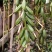 毛慈菇紫花、黄花、杜鹃一号果荚种子饱满无虫病