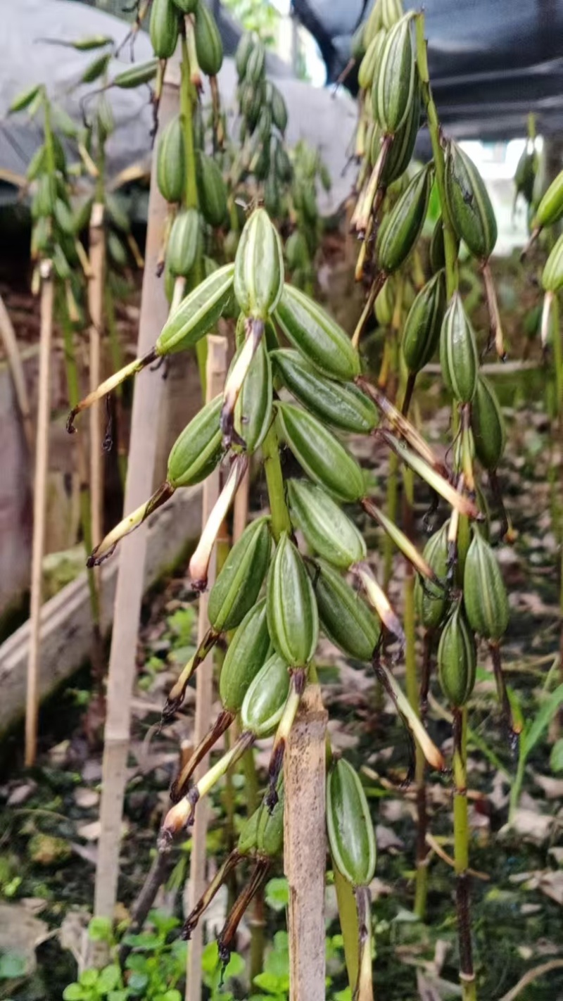 毛慈菇紫花、黄花、杜鹃一号果荚种子饱满无虫病