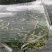 韭苔自家种的，目前还有19万斤