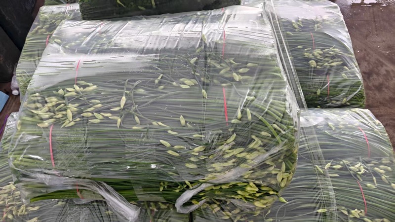 韭苔自家种的，目前还有19万斤