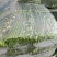 韭苔自家种的，目前还有19万斤
