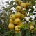 1热卖中宁陵酥梨脆甜多汁产地直供实力代发全国商超联系