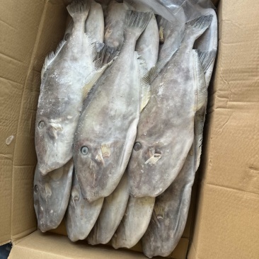 700/1000马面鱼圆条马面鱼耗儿鱼