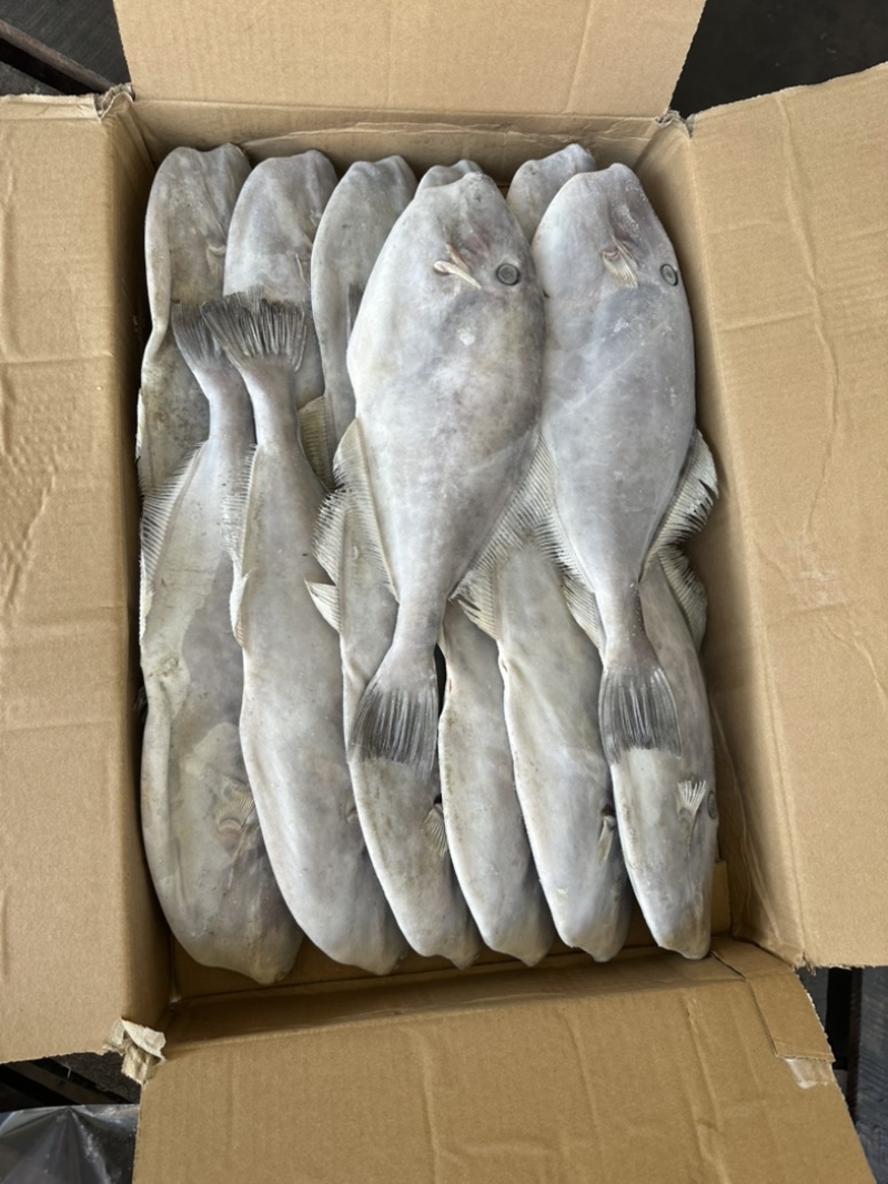 700/1000马面鱼圆条马面鱼耗儿鱼