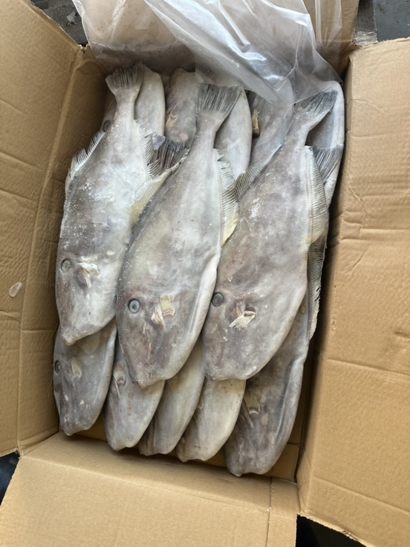700/1000马面鱼圆条马面鱼耗儿鱼